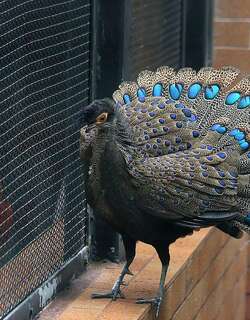 凤冠孔雀雉 / Malayan Peacock-Pheasant / Polyplectron malacense