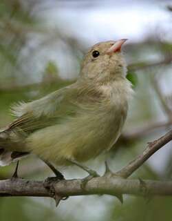 淡嘴啄花鸟 / Pale-billed Flowerpecker / Dicaeum erythrorhynchos