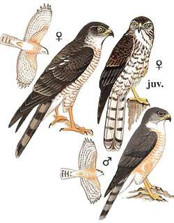 日本松雀鹰 / Japanese Sparrowhawk / Accipiter gularis