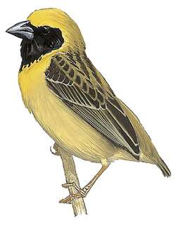 短尾织雀 / Bob-tailed Weaver / Brachycope anomala