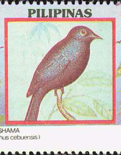 黑鹊鸲 / Black Shama / Copsychus cebuensis