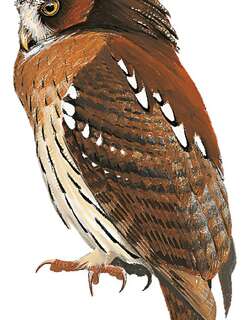 鬃鸮 / Maned Owl / Jubula lettii