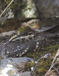 灰头夜鹰 / Montane Nightjar / Caprimulgus poliocephalus