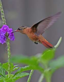 桂红蜂鸟 / Cinnamon Hummingbird / Amazilia rutila