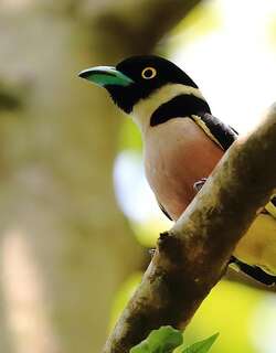 黑黄阔嘴鸟 / Black-and-yellow Broadbill / Eurylaimus ochromalus