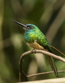 蓝额鹟䴕 / Bluish-fronted Jacamar / Galbula cyanescens