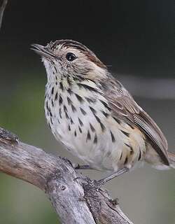 斑刺莺 / Speckled Warbler / Pyrrholaemus sagittatus