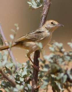红头扇尾莺 / Red-pate Cisticola / Cisticola ruficeps