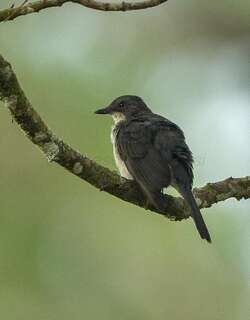 非洲森莺 / Fraser’s Forest Flycatcher / Fraseria ocreata