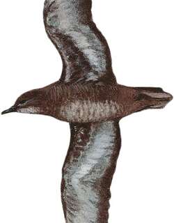 所罗门鹱 / Heinroth’s Shearwater / Puffinus heinrothi