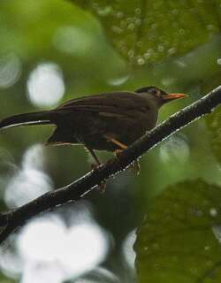 卡塔鸫 / Sulawesi Thrush / Cataponera turdoides