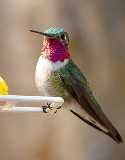 宽尾煌蜂鸟 / Broad-tailed Hummingbird / Selasphorus platycercus