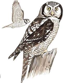 猛鸮 / Northern Hawk-Owl / Surnia ulula