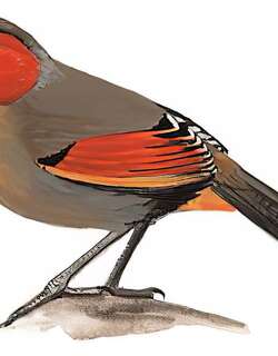 赤脸薮鹛 / Red-faced Liocichla / Liocichla phoenicea