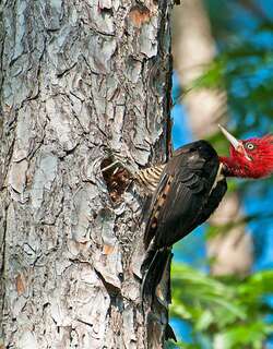 南美啄木鸟 / Robust Woodpecker / Campephilus robustus