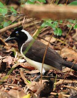 白枕蓝鸦 / White-naped Jay / Cyanocorax cyanopogon