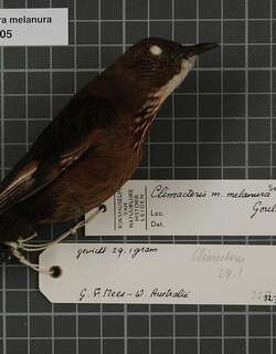 黑尾短嘴旋木雀 / Black-tailed Treecreeper / Climacteris melanurus
