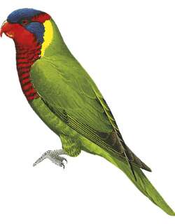 华丽鹦鹉 / Ornate Lorikeet / Trichoglossus ornatus