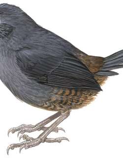 斯泰氏窜鸟 / Stiles’s Tapaculo / Scytalopus stilesi