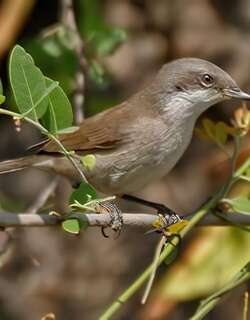 休氏白喉林莺 / Hume’s Whitethroat / Curruca althaea