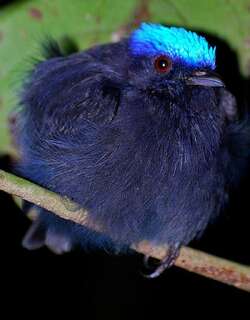 蓝冠娇鹟 / Blue-crowned Manakin / Lepidothrix coronata
