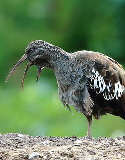 肉垂鹮 / Wattled Ibis / Bostrychia carunculata