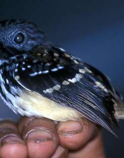 斑背蚁鸟 / Spot-backed Antbird / Hylophylax naevius