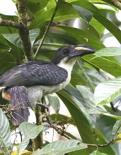 斯里兰卡灰犀鸟 / Sri Lanka Grey Hornbill / Ocyceros gingalensis