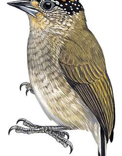 细斑姬啄木鸟 / Fine-barred Piculet / Picumnus subtilis