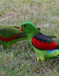 红翅鹦鹉 / Red-winged Parrot / Aprosmictus erythropterus