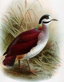 靛冠鹑鸠 / Purple Quail-Dove / Geotrygon purpurata