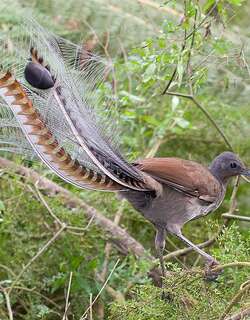 华丽琴鸟 / Superb Lyrebird / Menura novaehollandiae