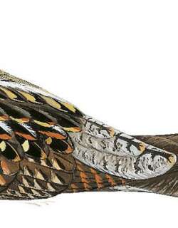 阿氏毛腿夜鹰 / Archbold’s Nightjar / Eurostopodus archboldi