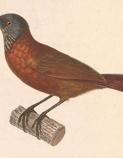 灰头穗鹛 / Grey-headed Babbler / Stachyris poliocephala