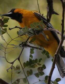 红头拟鹂 / Streak-backed Oriole / Icterus pustulatus