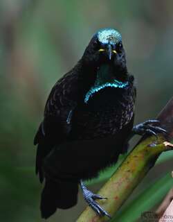 小掩鼻风鸟 / Victoria’s Riflebird / Ptiloris victoriae