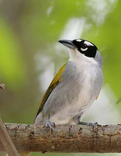 黑顶棕榈唐纳雀 / Black-crowned Tanager / Phaenicophilus palmarum