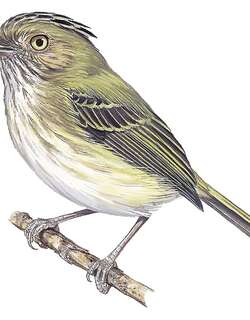 盔侏霸鹟 / Helmeted Pygmy Tyrant / Lophotriccus galeatus