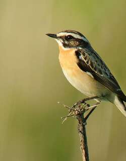 草原石䳭 / Whinchat / Saxicola rubetra