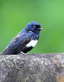 白斑燕 / White-banded Swallow / Atticora fasciata