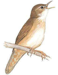 鸲蝗莺 / Savi’s Warbler / Locustella luscinioides