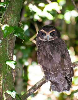 茶眉眼镜鸮 / Tawny-browed Owl / Pulsatrix koeniswaldiana