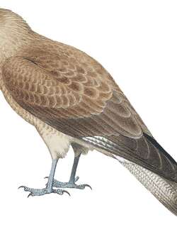 叫隼 / Chimango Caracara / Milvago chimango