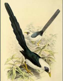 裸眼鹊椋鸟 / Bare-eyed Myna / Streptocitta albertinae