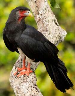 红喉巨隼 / Red-throated Caracara / Ibycter americanus