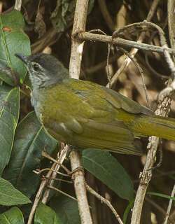 东绿鹎 / Mountain Greenbul / Arizelocichla nigriceps