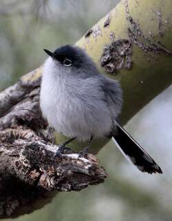 黑尾蚋莺 / Black-tailed Gnatcatcher / Polioptila melanura