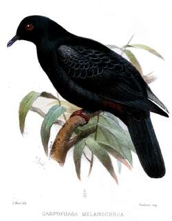 黑皇鸠 / Black Imperial Pigeon / Ducula melanochroa