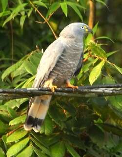 钩嘴鸢 / Hook-billed Kite / Chondrohierax uncinatus