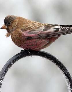 褐顶岭雀 / Brown-capped Rosy Finch / Leucosticte australis